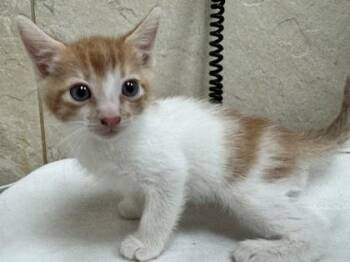 Yuzu -  Domestic Short Hair Cat for Adoption in Honolulu, Hawaii - Yuzu | PetCurious