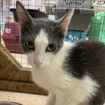 Argos -  Domestic Short Hair Cat for Adoption in Madison, Wisconsin - Argos | PetCurious