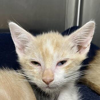 Bronco -  Domestic Short Hair Cat for Adoption in Palm Springs, California - Bronco | PetCurious