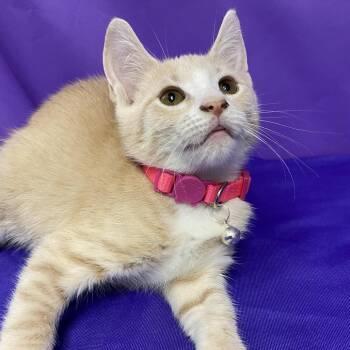 lollipop -  Domestic Short Hair Cat for Adoption in North Myrtle Beach, South Carolina - Lollipop | PetCurious