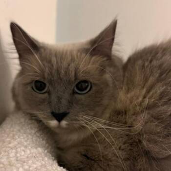 Whitey -  Domestic Short Hair Cat for Adoption in Las Vegas, Nevada - Whitey | PetCurious