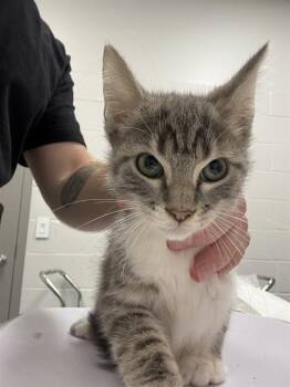 GREEDO -  Domestic Short Hair Cat for Adoption in Indianapolis, Indiana - GREEDO | PetCurious