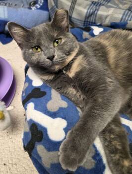 Rescue Dilute Tortoiseshell Cats for Adoption in Columbus, Ohio - Connie | PetCurious