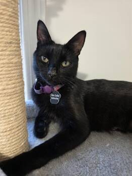 Morgana -  Domestic Short Hair Cat for Adoption in Oakville, Ontario - Morgana | PetCurious