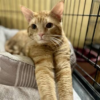 Norman -  Domestic Short Hair Cat for Adoption in Greensboro, North Carolina - Norman | PetCurious
