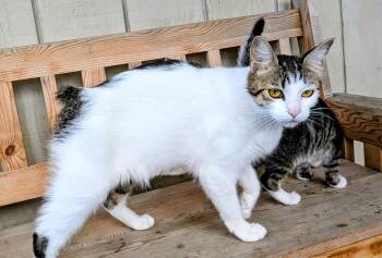 Octavia -  Manx and Domestic Short Hair Cat for Adoption in Eureka, California - Octavia | PetCurious