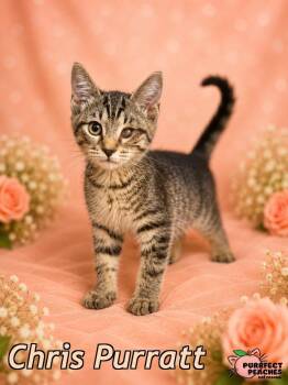 Chris Purratt -  Domestic Short Hair Cat for Adoption in Douglasville, Georgia - Chris Purratt | PetCurious
