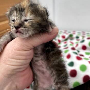 Laramie -  Domestic Short Hair Cat for Adoption in Las Vegas, Nevada - Laramie | PetCurious