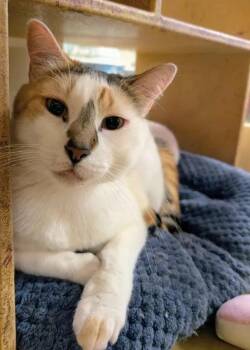 Tater Tot -  Calico and Dilute Calico Cat for Adoption in Pearland, Texas - Tater Tot | PetCurious