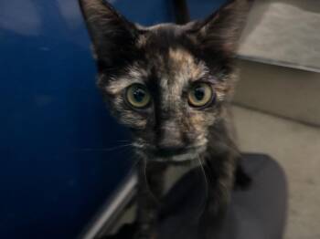 Dilute Tortoiseshell Cats Available for Adoption - TT | PetCurious