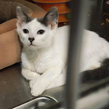Kit Kat -  Domestic Short Hair Cat for Adoption in Pompano Beach, Florida - Kit Kat | PetCurious