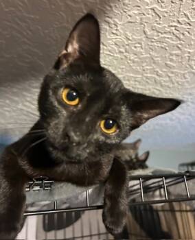 Rescue Domestic Short Hair Cats for Adoption in West Chester, Pennsylvania - Callie | PetCurious
