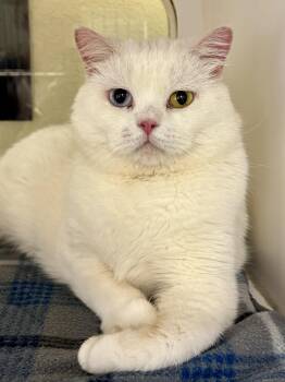 Thunder -  Turkish Van Cat for Adoption in Laguna Beach, California - Thunder | PetCurious