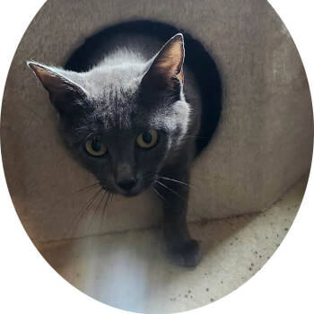 Rescue Domestic Short Hair Cats for Adoption in Ashland, Virginia - Alexis Cross | PetCurious