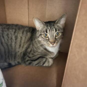 Domestic Short Hair Cats Available for Adoption in Roanoke, Virginia - Waylon | PetCurious