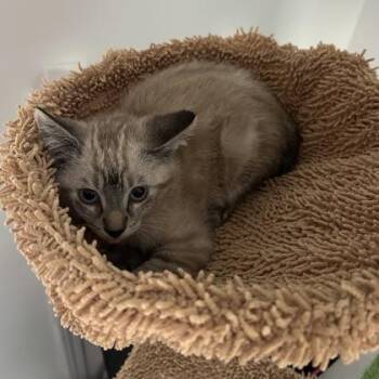 Lars -  Siamese and Domestic Short Hair Cat for Adoption in Janesville, Wisconsin - Lars | PetCurious