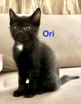 Domestic Short Hair Cats Available for Adoption - Ori | PetCurious