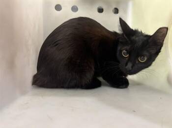 Domestic Long Hair Cats Available for Adoption in Rowlett, Texas - XENA | PetCurious