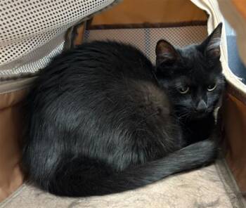 GUCCI -  Domestic Short Hair Cat for Adoption in Indianapolis, Indiana - GUCCI | PetCurious