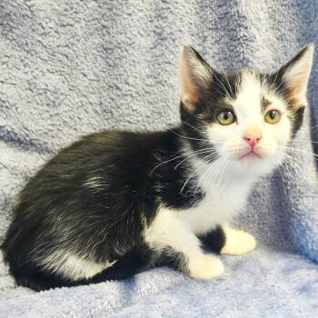 Arpeggio -  Domestic Short Hair Cat for Adoption in Mt. Juliet, Tennessee - Arpeggio | PetCurious