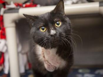 Domestic Short Hair Cats Available for Adoption in Phoenix, Arizona - PHILLIP | PetCurious