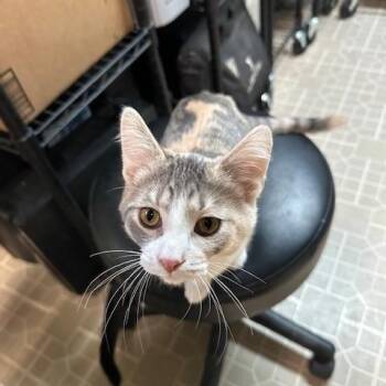 Rescue Domestic Short Hair and Dilute Calico Cats for Adoption in Rochester Hills, Michigan - Stella | PetCurious