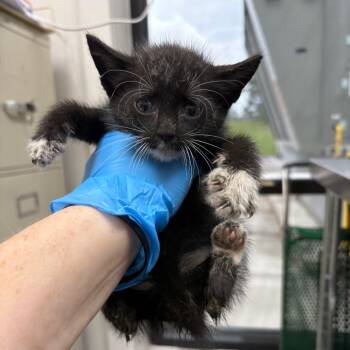 Domestic Short Hair Cats Available for Adoption in Columbiana, Alabama - Perilli | PetCurious