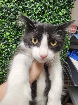 Oliver $100 At PetSmart Seneca -  Domestic Medium Hair and Domestic Short Hair Cat for Adoption in Seneca, South Carolina - Oliver $100 At PetSmart Seneca | PetCurious