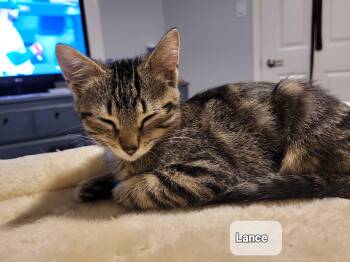 Rescue Domestic Short Hair Cats for Adoption in Ottawa, Ontario - Lance (m)  Brown Tabby D.o.b. 13 July 2025 | PetCurious