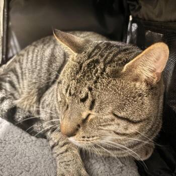 Dash -  Domestic Short Hair Cat for Adoption in Newark, New Jersey - Dash | PetCurious