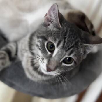 Ash - Home to Home -  Domestic Short Hair Cat for Adoption in South Elgin, Illinois - Ash - Home To Home | PetCurious