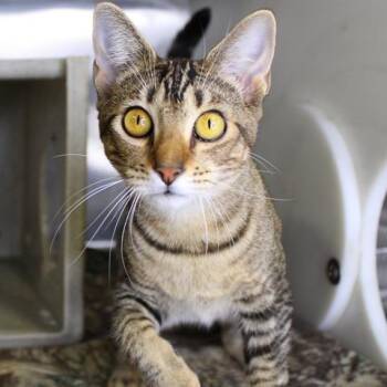Mochi -  Abyssinian and Domestic Short Hair Cat for Adoption in Hopkinton, Massachusetts - Mochi | PetCurious
