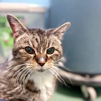 Miss Lilly -  Domestic Medium Hair Cat for Adoption in New Fairfield, Connecticut - Miss Lilly | PetCurious