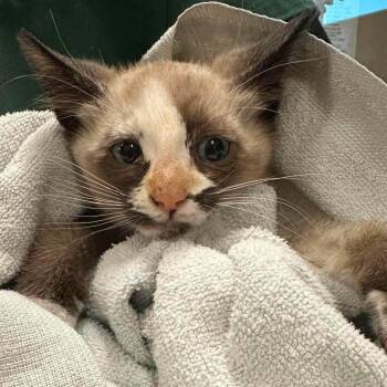 Mimsy -  Siamese and Domestic Short Hair Cat for Adoption in Nampa, Idaho - Mimsy | PetCurious