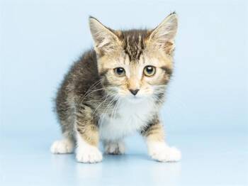 WINNIE -  Domestic Medium Hair Cat for Adoption in Phoenix, Arizona - WINNIE | PetCurious