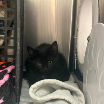 Cricket -  Domestic Short Hair Cat for Adoption in Brockton, Massachusetts - Cricket | PetCurious