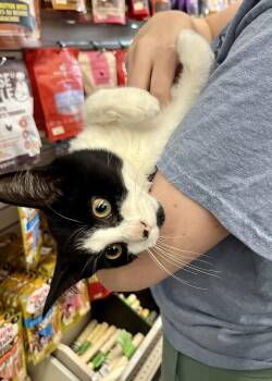 Oliver -  Domestic Long Hair Cat for Adoption in Hamilton, Ontario - Oliver | PetCurious