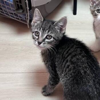 BLT -  Domestic Short Hair Cat Available for Adoption in South Burlington, Vermont - BLT | PetCurious