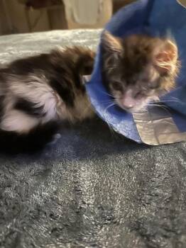 Izzy -  Domestic Short Hair Cat for Adoption in Missoula, Montana - Izzy | PetCurious