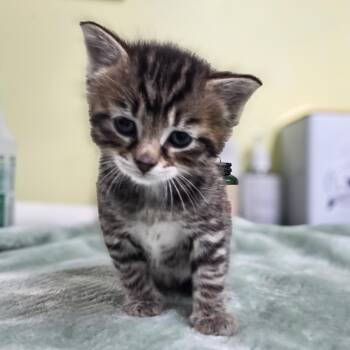 Domestic Short Hair Cats Available for Adoption in Newport, Tennessee - Marlin | PetCurious