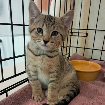 Petunia -  Domestic Short Hair Cat for Adoption in Concord, New Hampshire - Petunia | PetCurious