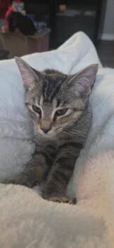 Jazmine -  Domestic Short Hair Cat for Adoption in Arthur, Ontario - Jazmine | PetCurious