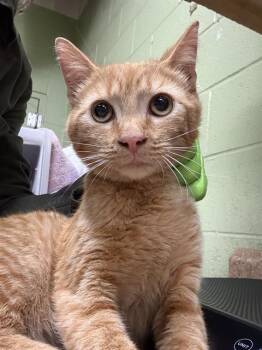 Domestic Short Hair Cats Available for Adoption in Indianapolis, Indiana - MANGO | PetCurious