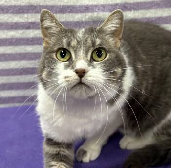 Rescue Domestic Short Hair Cats for Adoption in Tillsonburg, Ontario - VICTORIA | PetCurious