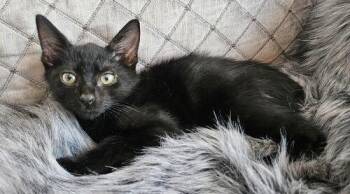 Lenny -  Domestic Short Hair Cat for Adoption in Tampa, Florida - Lenny | PetCurious
