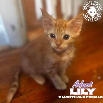 Lily -  Domestic Short Hair Cat for Adoption in Wilmington, North Carolina - Lily | PetCurious