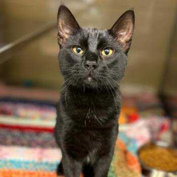 Domestic Short Hair Cats Available for Adoption - Dublin | PetCurious