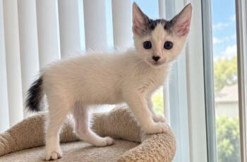 Curly Cat -  Domestic Short Hair Cat for Adoption in Wyandotte, Michigan - Curly Cat | PetCurious