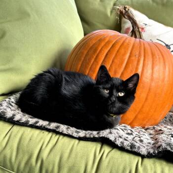 Rescue Domestic Short Hair Cats for Adoption in Saugerties, New York - Deelie | PetCurious