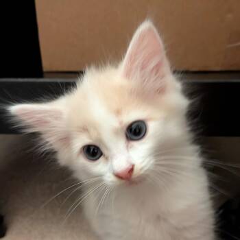 Domestic Medium Hair Cats Available for Adoption in Cumming, Georgia - Grace | PetCurious